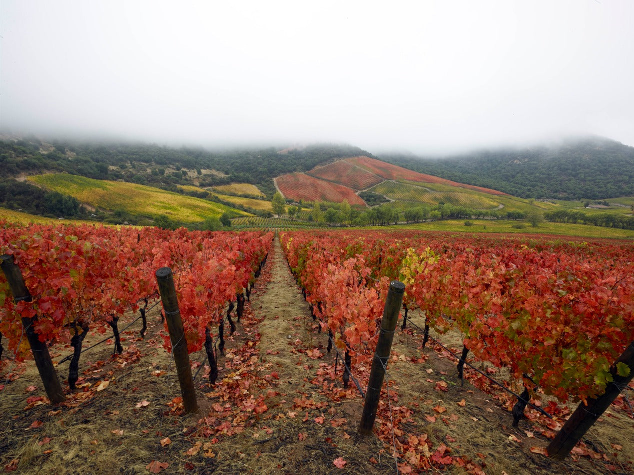 Tour Tasting & Lunch Clos Apalta Residence